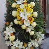 primula 9